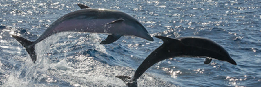 Dolphins in the North Sea