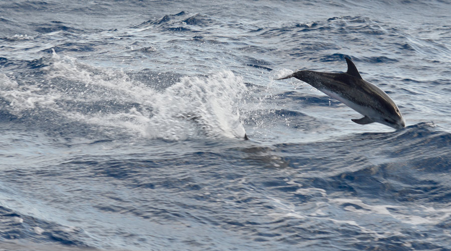 Dolphins like these!