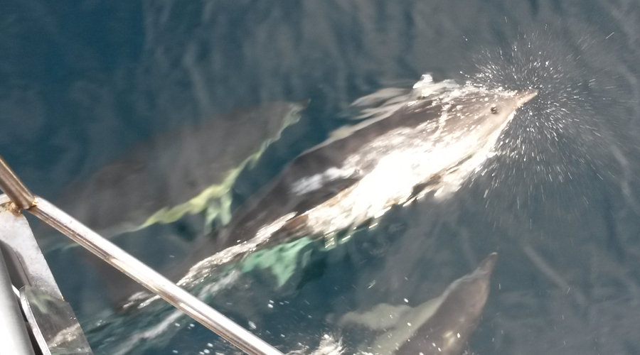 Everyone Has Time For Dolphins, Especially Challenger 2's Crew