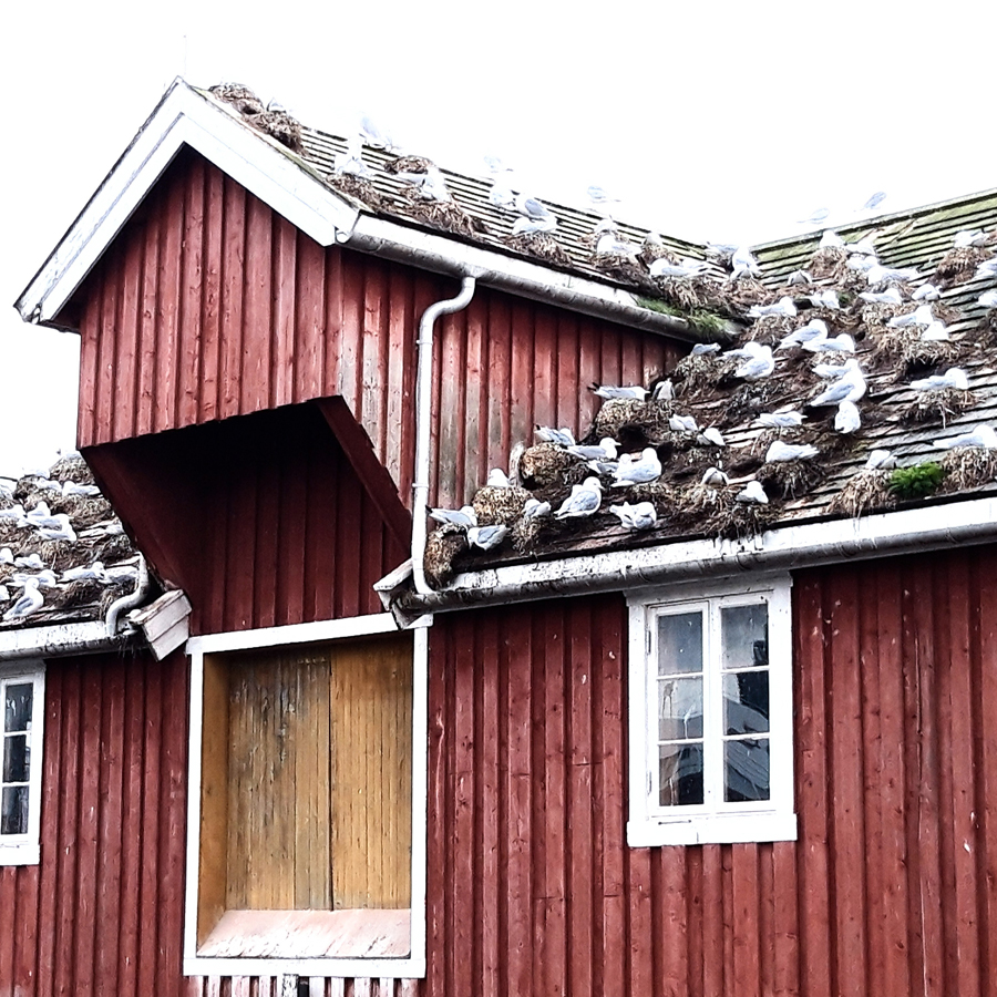 a huge seagull nesting site among the old sheds and warehouses lining the quay