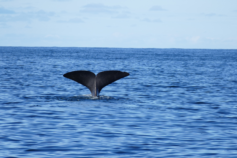 There She Blows! Santosa's Crew Experience A Whale