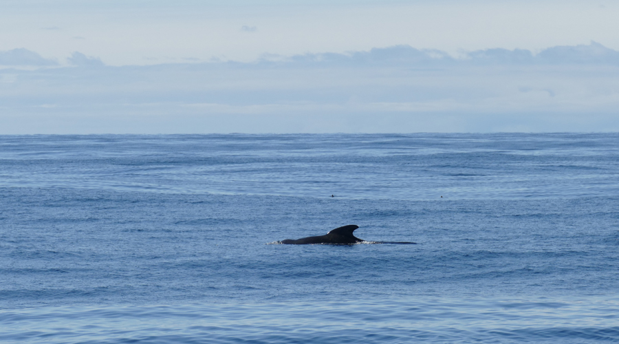 Santosa Records Sounds of A Whale in Nordic Waters