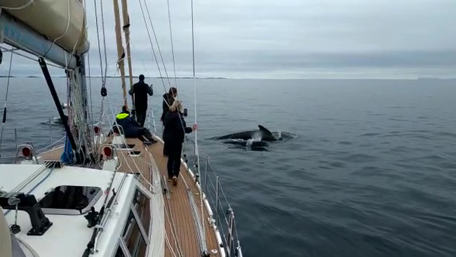 Pod of Killer whales see the video to hear their chatting