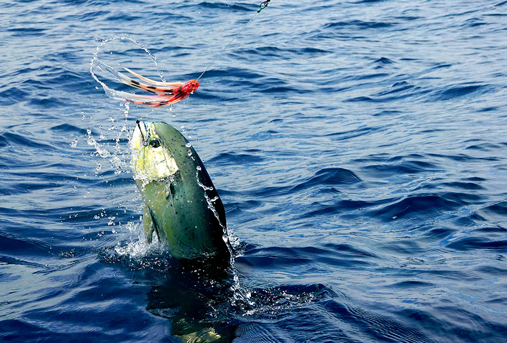 Dorado being caught fishing