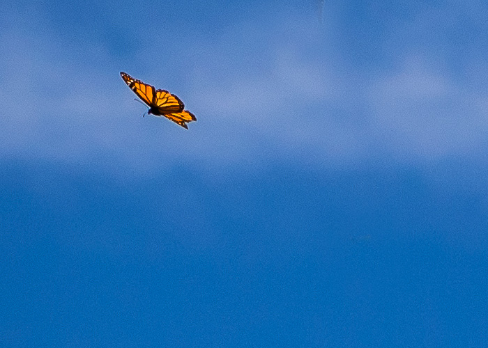 butterfly against a sky