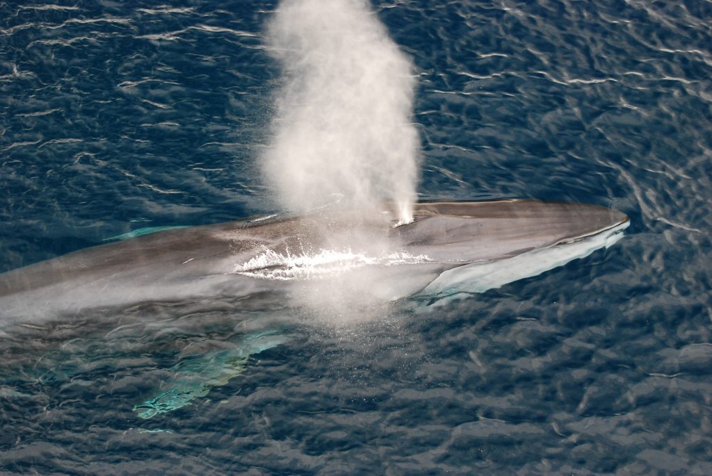 An image of a fin whale blowing water out of his blow hole