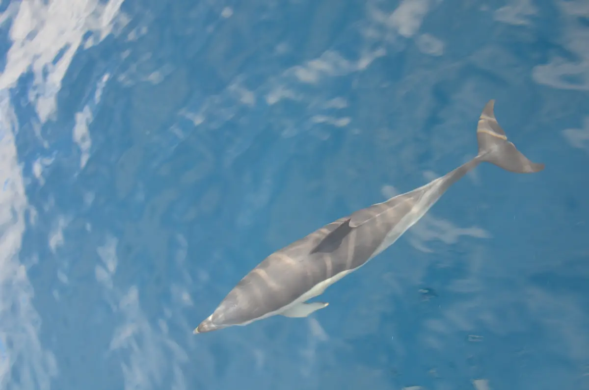 ARC crew enjoying dolphins off the bow