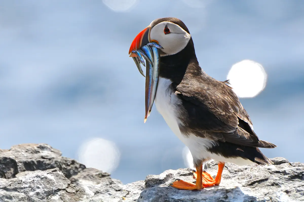 Puffin feeding in the Isles of Scilly