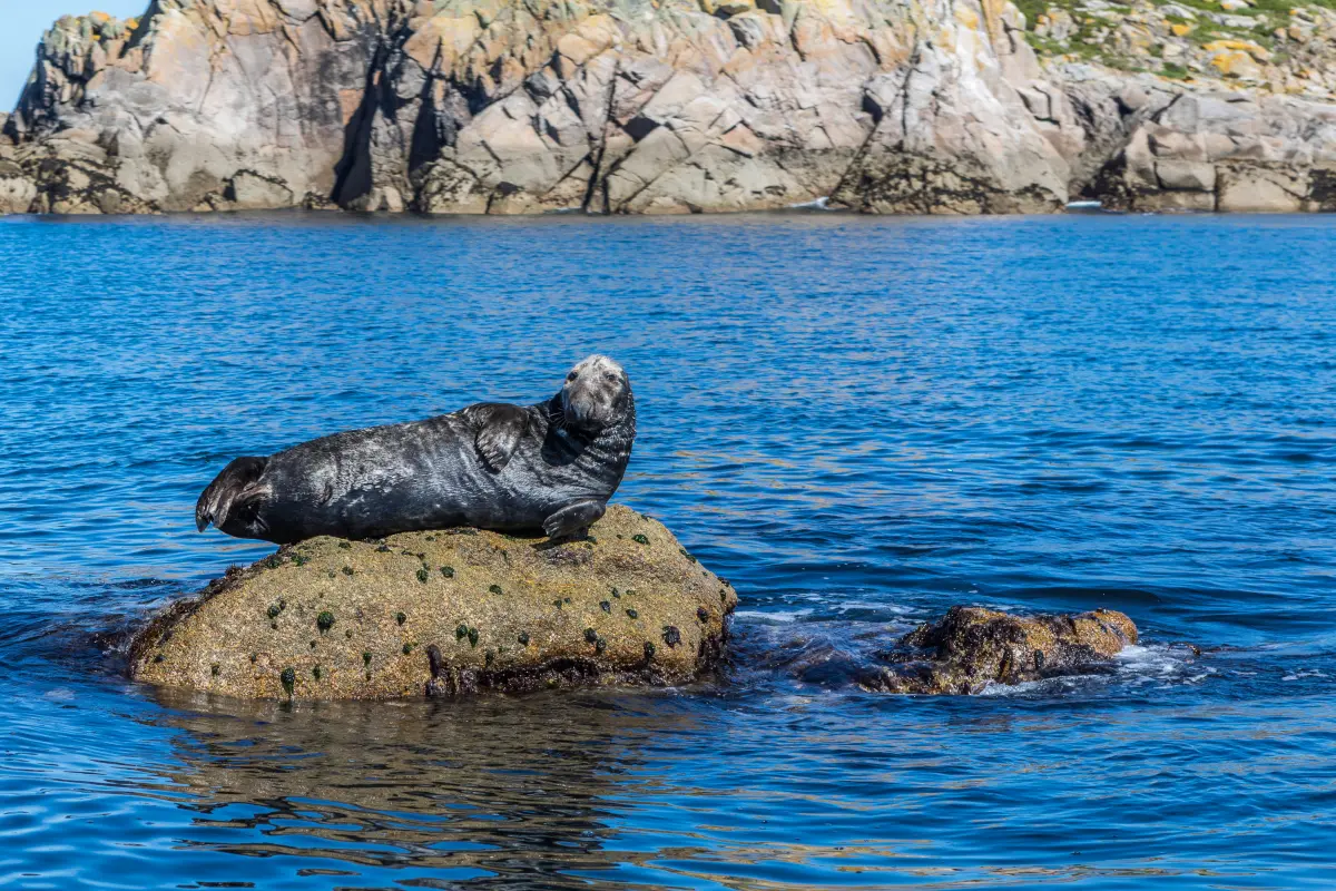 Grey seal in the Isles of Scilly