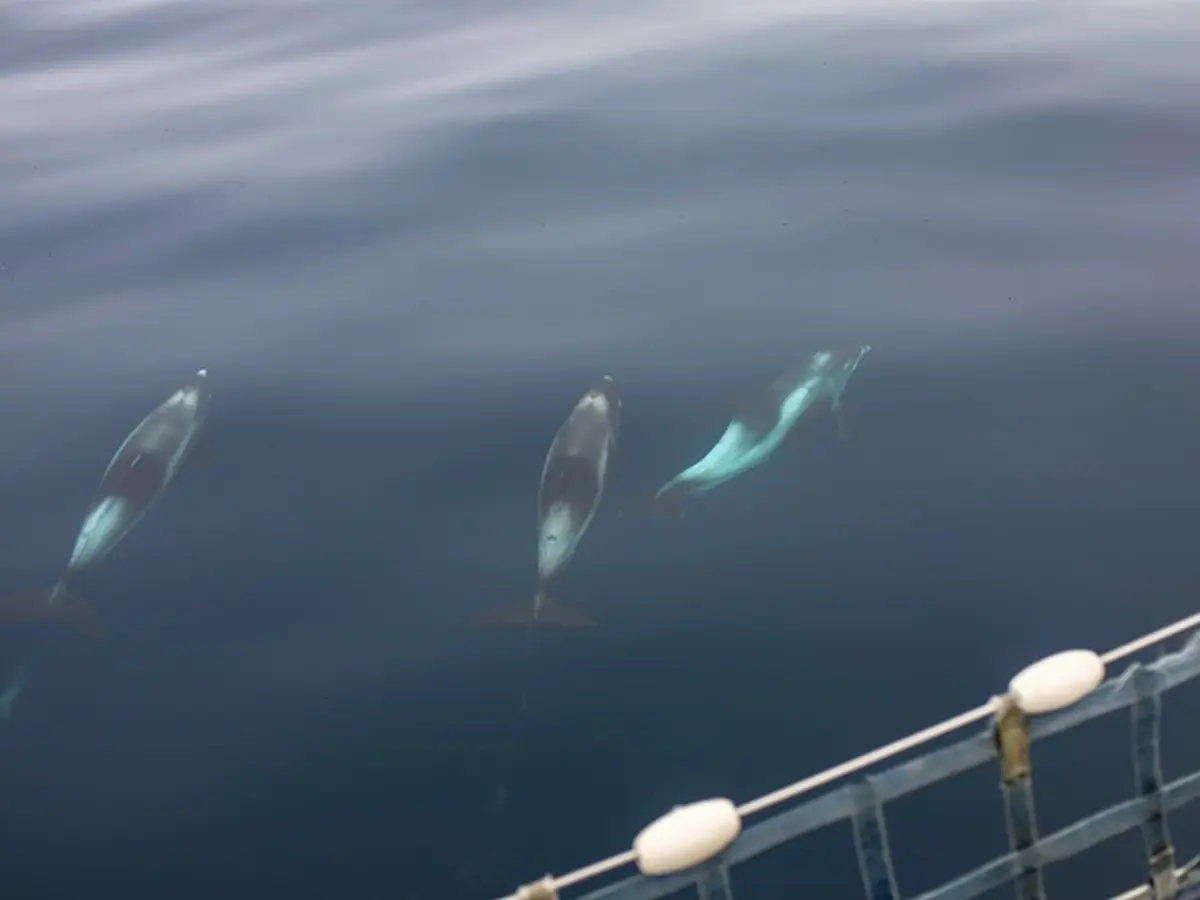 Dolphins in the North Sea